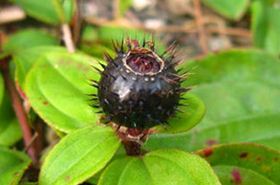 地菍　　地菍的相关论述