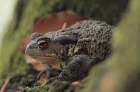 虾蟆（清热药）