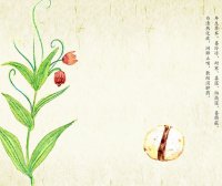 贝母的功效与作用有哪些 贝母有什么用处