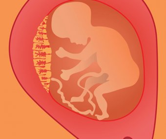 紫河车是什么 紫河车的作用