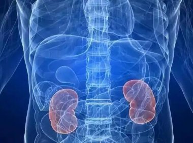 身体各器官从什么时候开始衰老？快收下这份“防衰老手册”