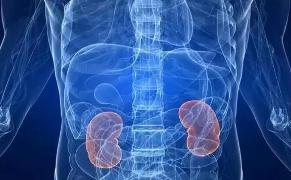 身体各器官从什么时候开始衰老？快收下这份“防衰老手册”