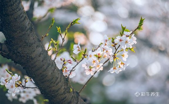 立春吃什么传统美食 立春要吃哪些传统美食