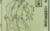 《十四经发挥》经穴图