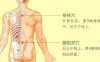 背脊痛艾灸哪个部位图解