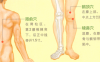 膝关节痛艾灸哪个部位图解