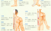 肥胖艾灸哪个部位图解