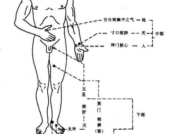 脉诊的部位
