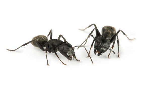 黑蚂蚁泡酒有什么功效 黑蚂蚁泡酒的好处