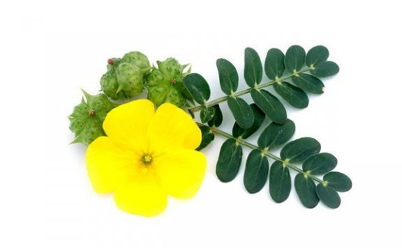 蒺藜泡水喝的功效 蒺藜的禁忌