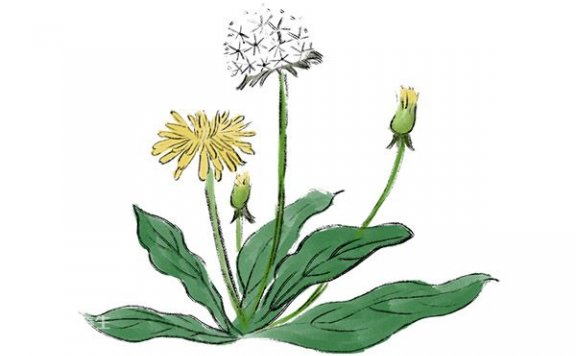 蒲公英的功效与作用及禁忌 蒲公英的药用价值与禁忌