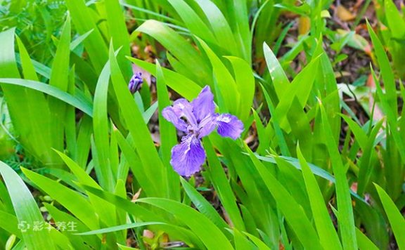 蓝蝴蝶花泡水喝的功效 蓝蝴蝶花泡水喝的好处