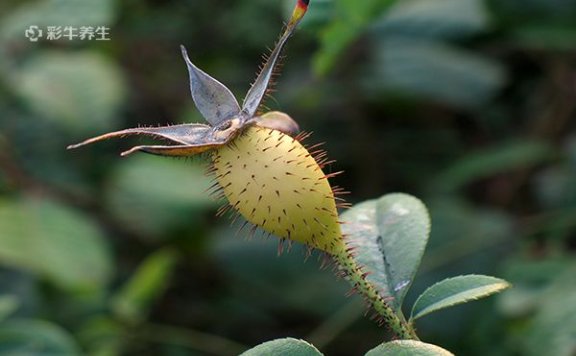 金樱子泡水喝的功效与作用 金樱子泡水喝有哪些好处