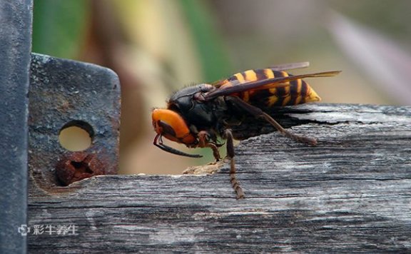 虎头蜂泡酒有什么功效 虎头蜂泡酒的好处