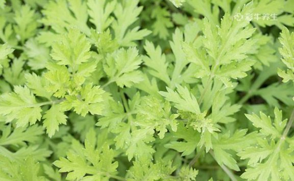 艾草泡脚可以天天泡吗 艾草泡脚的禁忌