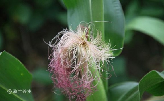 玉米须正确泡水喝 玉米须泡水喝的功效和作用