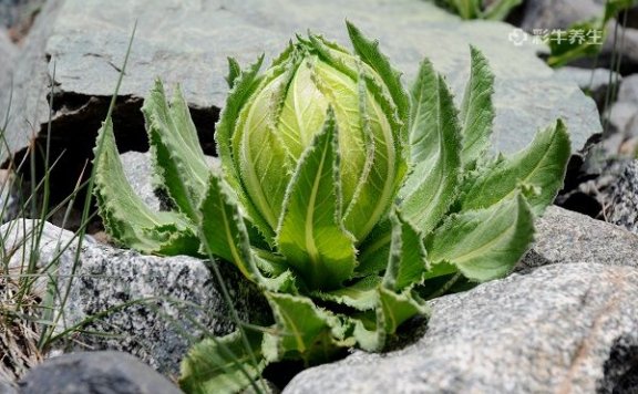 雪莲花泡酒有什么功效 雪莲花泡酒的好处