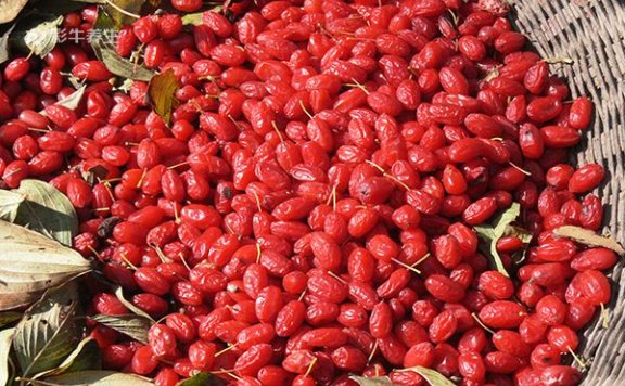 山萸肉泡水喝的功效 山萸肉泡水喝有什么好处