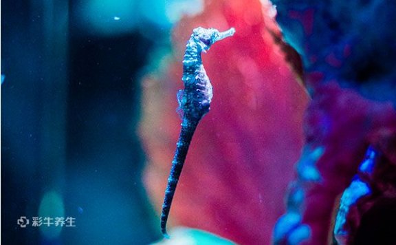 海马泡酒有什么功效 海马泡酒的药用价值