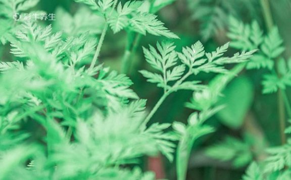 艾叶泡脚能治痛风吗 艾叶泡脚的好处有哪些