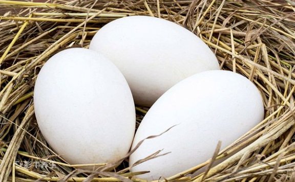 女人吃鹅蛋的好处 鹅蛋对女人的好处有哪些