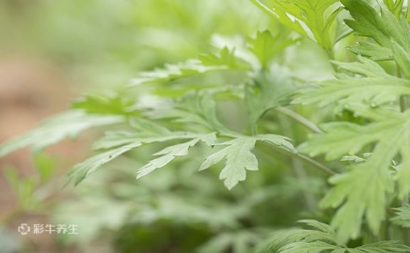 孕妇可以用艾叶水泡脚吗 孕妇用艾叶水泡脚的好处