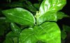 茉莉叶