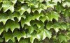 爬山虎