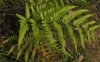 大鳞毛蕨
