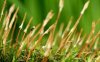 细草