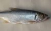鲥鱼